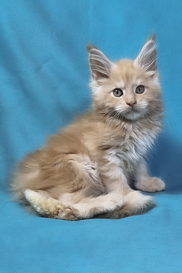 Patric | Maine Coon Kitten