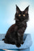 Patricia | Maine Coon Kitten