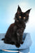 Patricia | Maine Coon Kitten