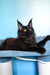 Patricia | Maine Coon Kitten