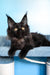 Patricia | Maine Coon Kitten