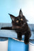 Patricia | Maine Coon Kitten