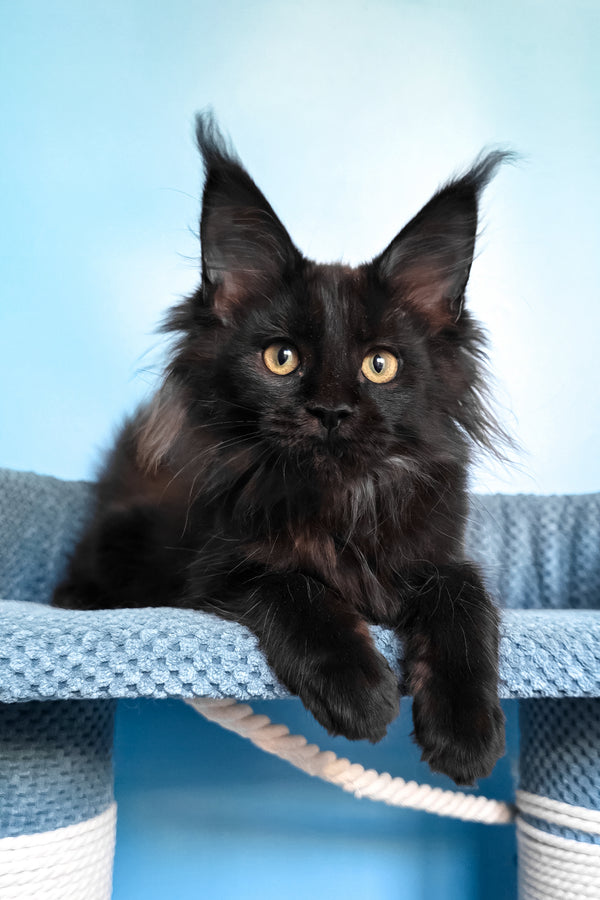 Patricia | Maine Coon Kitten