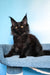 Patricia | Maine Coon Kitten