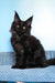 Patricia | Maine Coon Kitten