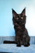 Patricia | Maine Coon Kitten