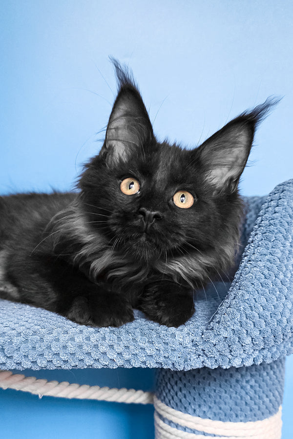 Patricia | Maine Coon Kitten