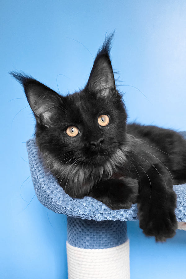 Patricia | Maine Coon Kitten