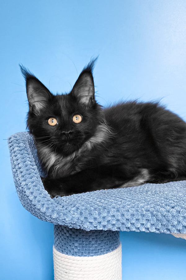 Patricia | Maine Coon Kitten