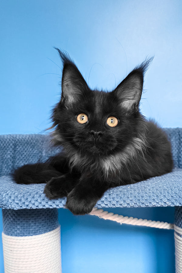 Patricia | Maine Coon Kitten
