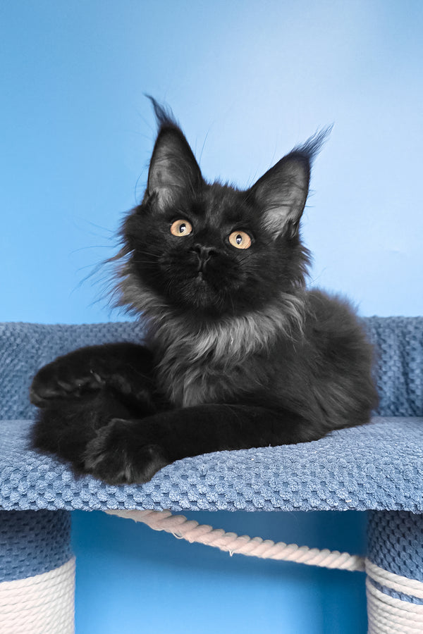 Patricia | Maine Coon Kitten