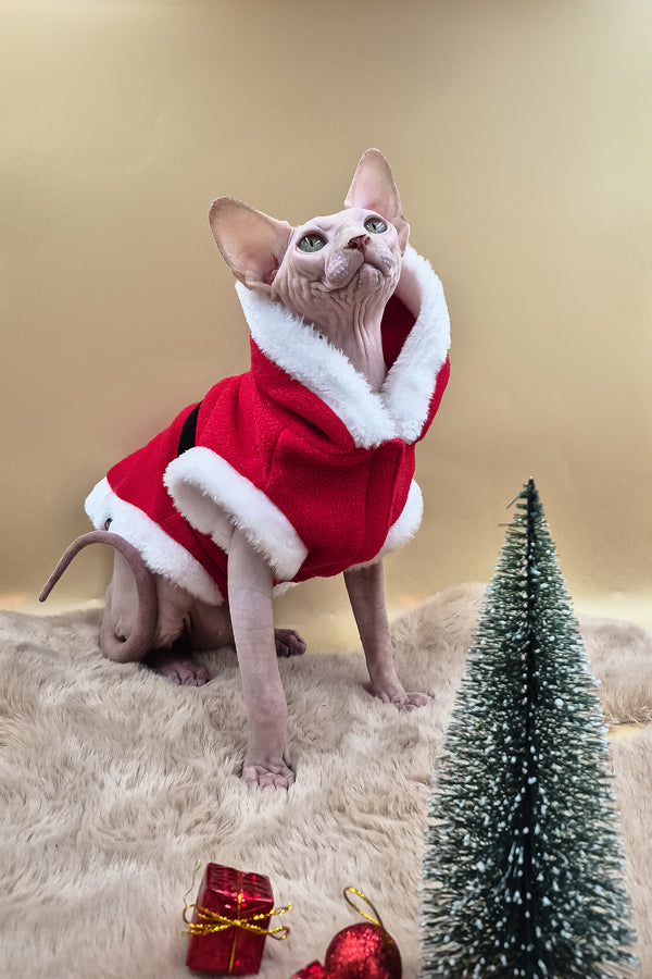 Patrick | Canadian Sphynx Kitten