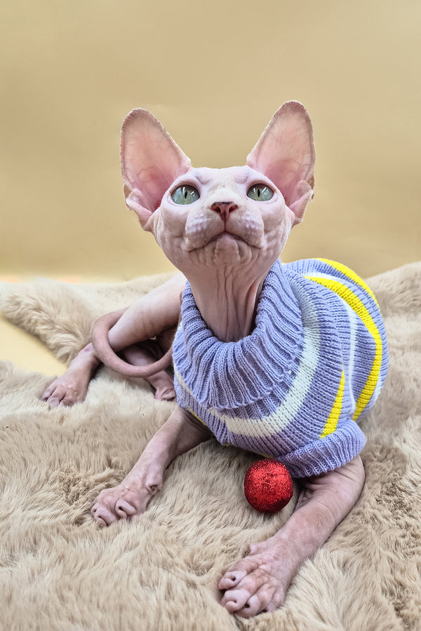 Patrick | Canadian Sphynx Kitten