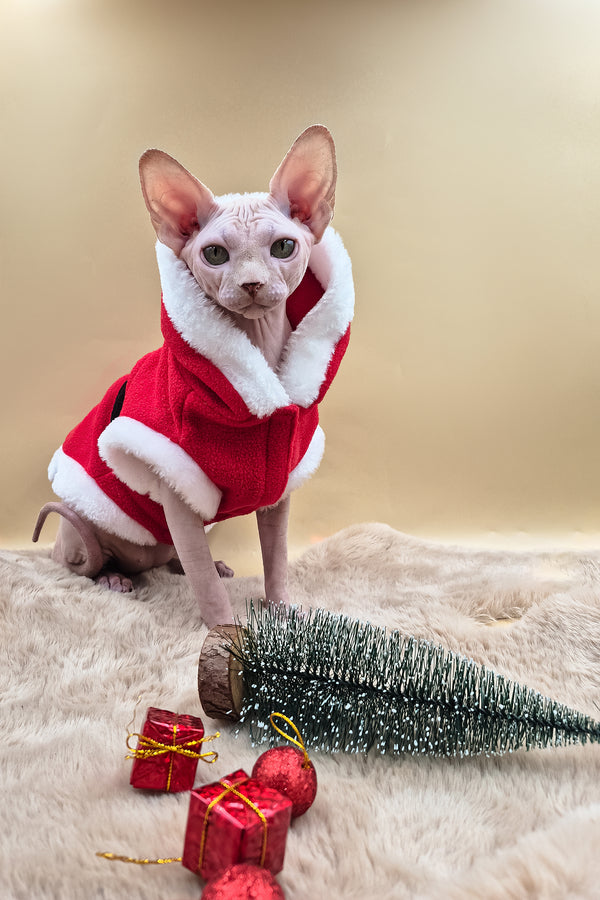 Patrick | Canadian Sphynx Kitten