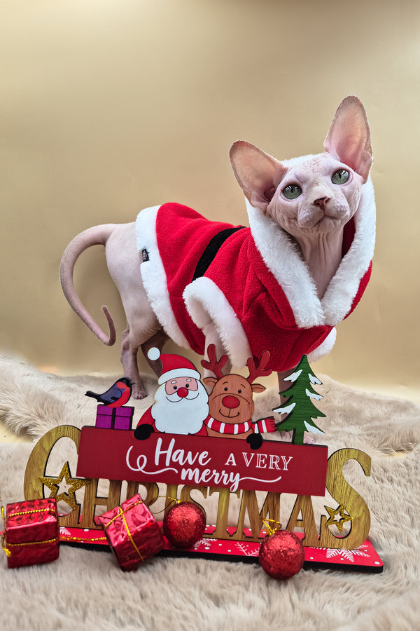 Patrick | Canadian Sphynx Kitten