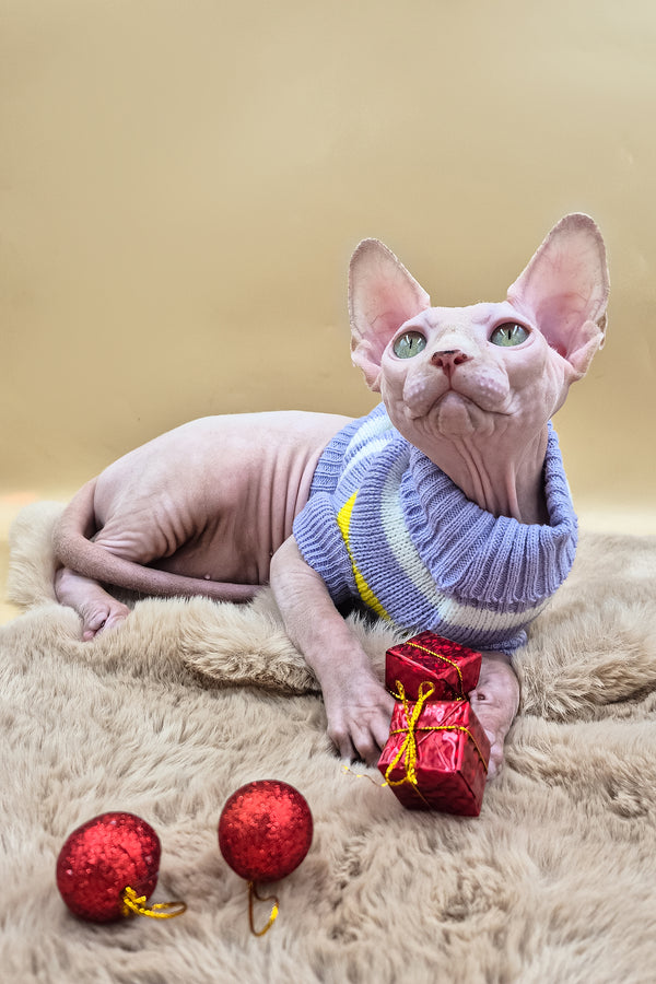 Patrick | Canadian Sphynx Kitten