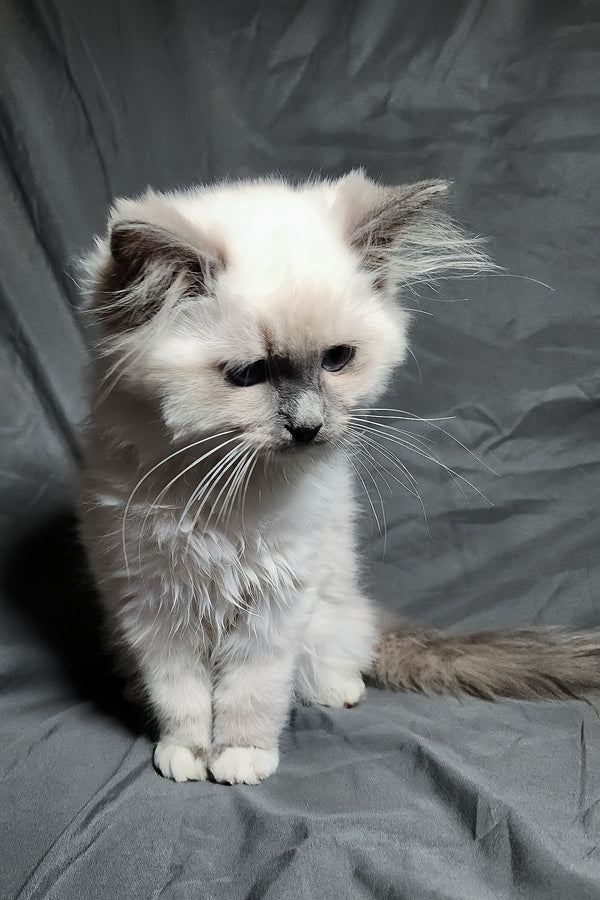 Patrick | Ragdoll Kitten