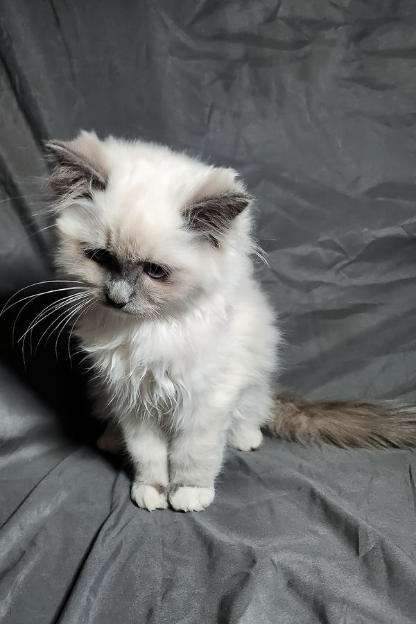 Patrick | Ragdoll Kitten