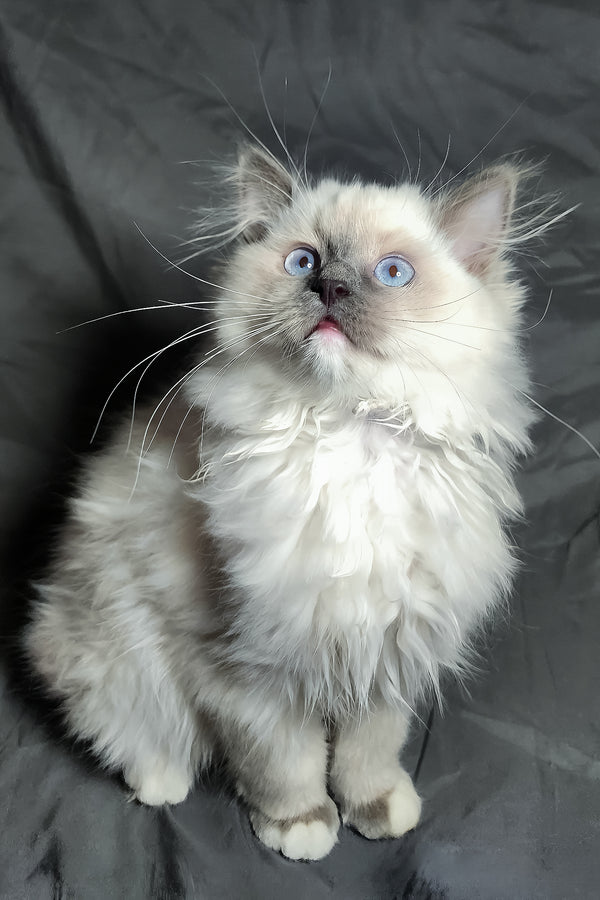 Patrick | Ragdoll Kitten