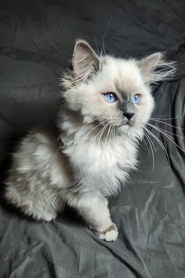 Patrick | Ragdoll Kitten