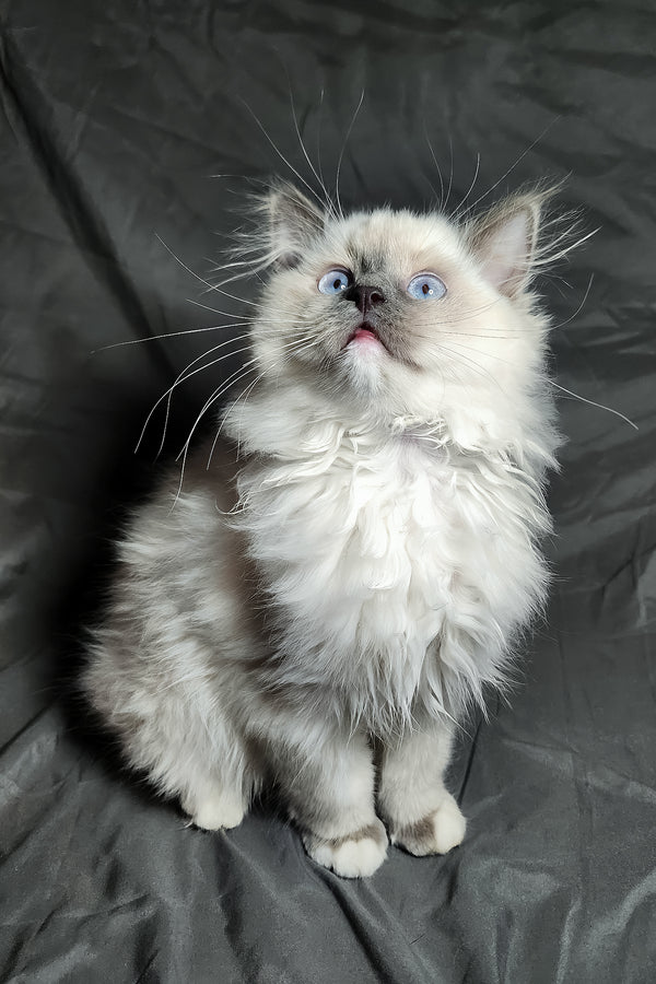 Patrick | Ragdoll Kitten