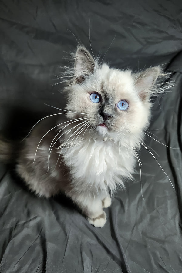 Patrick | Ragdoll Kitten