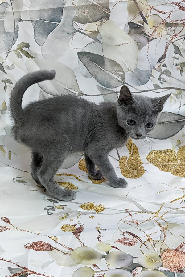 Patrol | Russian Blue Kitten