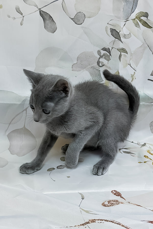 Patrol | Russian Blue Kitten