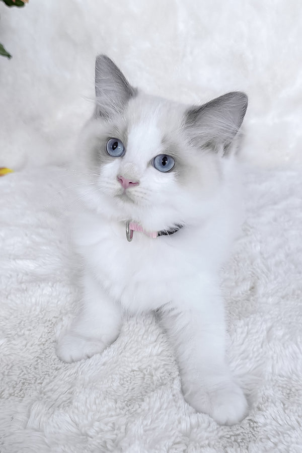 Peach | Ragdoll Kitten