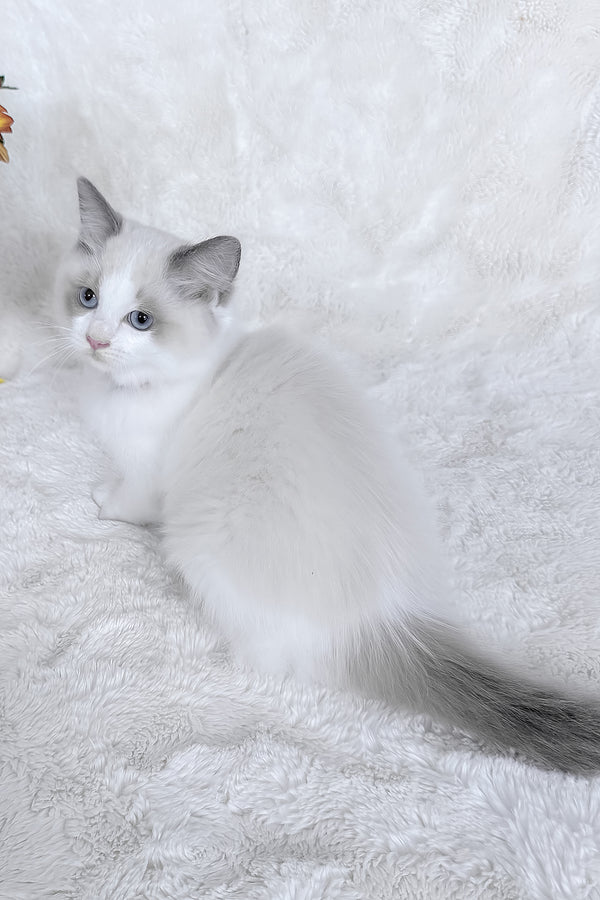Peach | Ragdoll Kitten