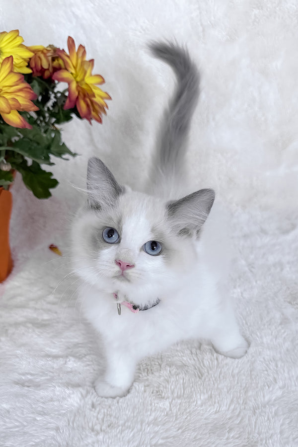 Peach | Ragdoll Kitten