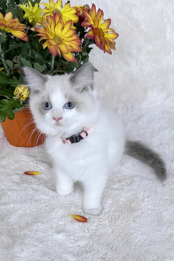 Peach | Ragdoll Kitten