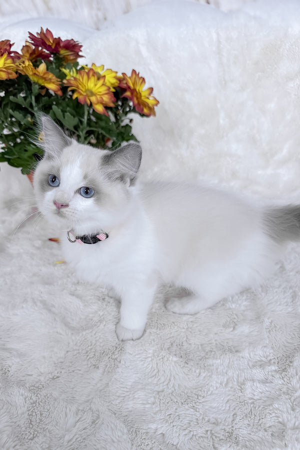 Peach | Ragdoll Kitten