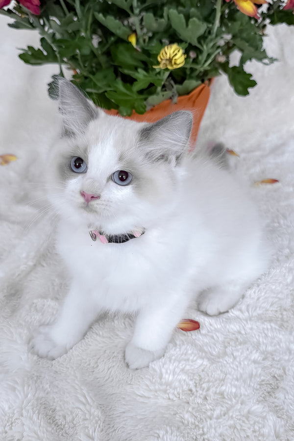 Peach | Ragdoll Kitten
