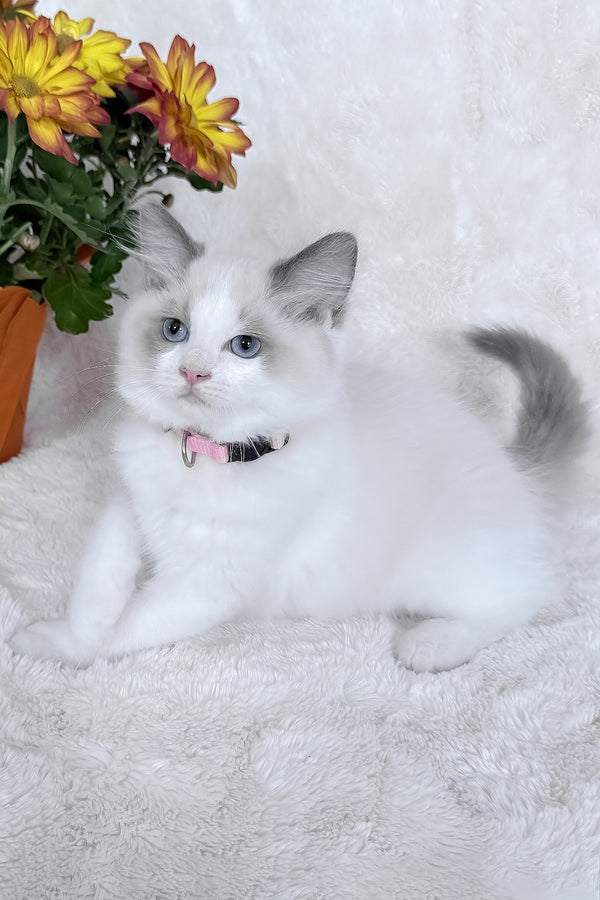 Peach | Ragdoll Kitten