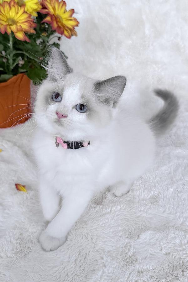 Peach | Ragdoll Kitten