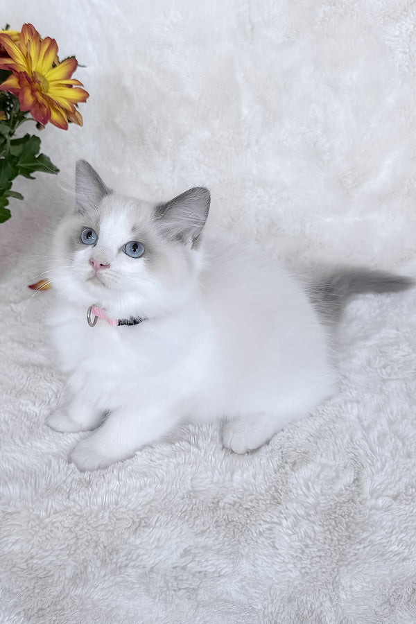 Peach | Ragdoll Kitten