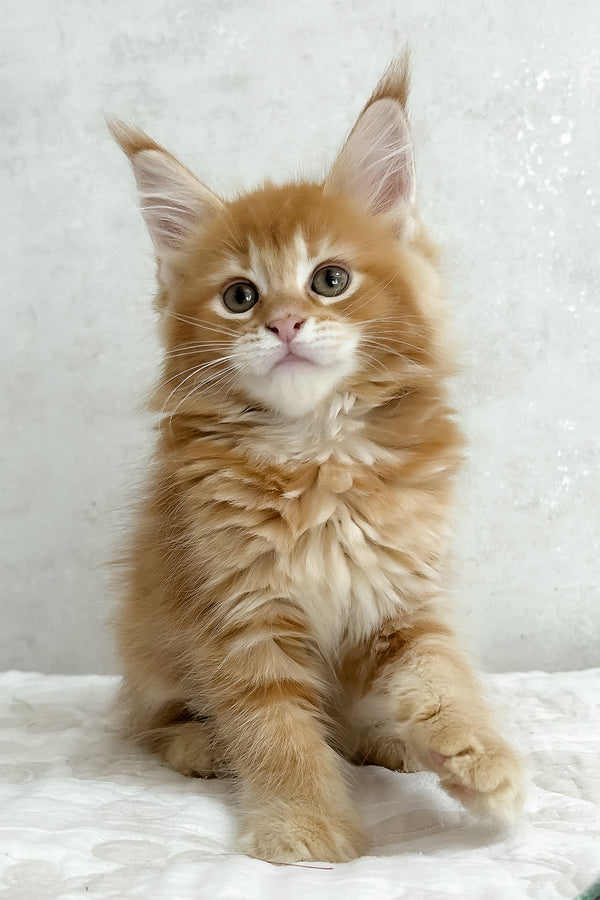 Peppy | Maine Coon Kitten