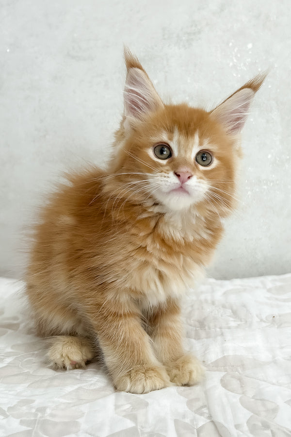 Peppy | Maine Coon Kitten