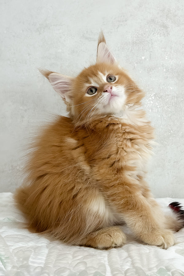 Peppy | Maine Coon Kitten