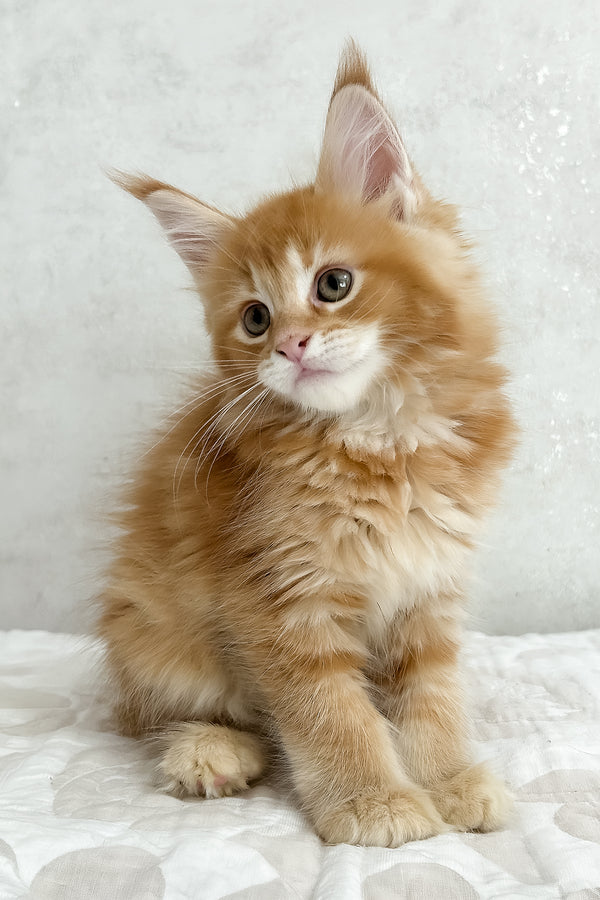 Peppy | Maine Coon Kitten