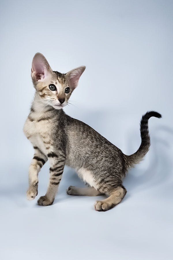 Penny | Oriental Shorthair Kitten