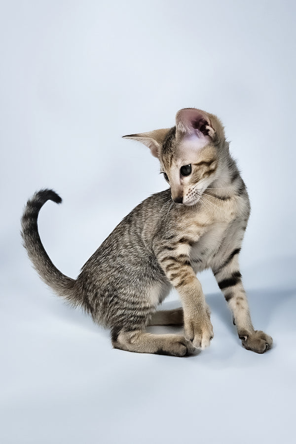 Penny | Oriental Shorthair Kitten