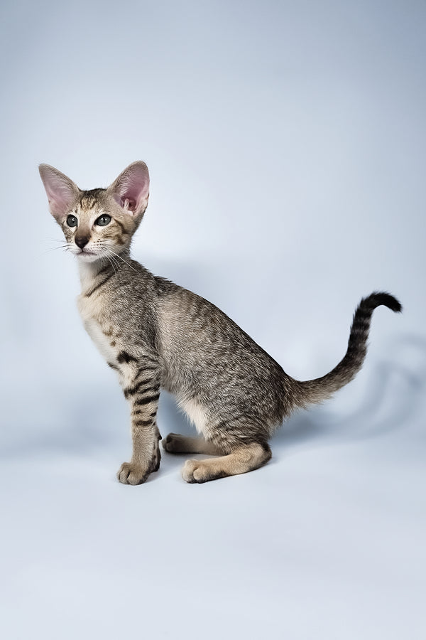 Penny | Oriental Shorthair Kitten