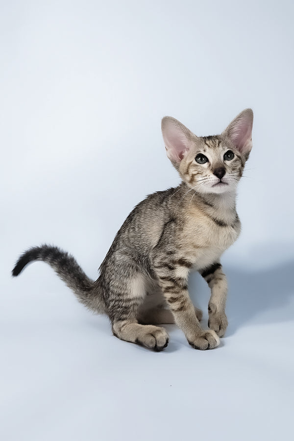 Penny | Oriental Shorthair Kitten
