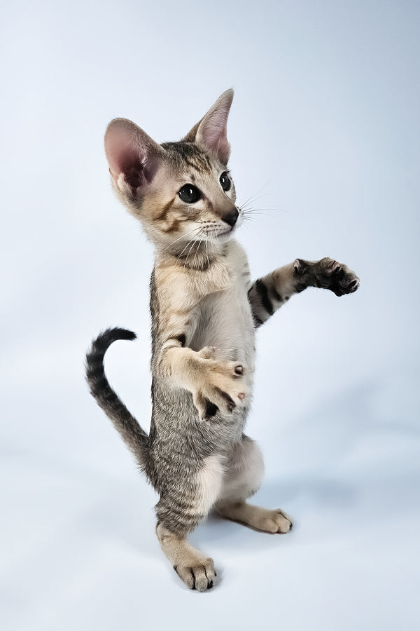 Penny | Oriental Shorthair Kitten
