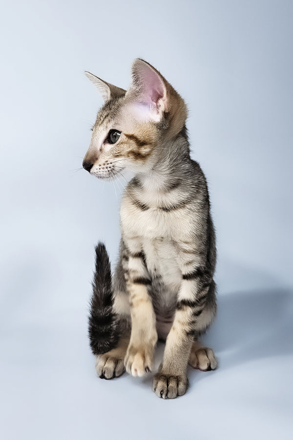 Penny | Oriental Shorthair Kitten