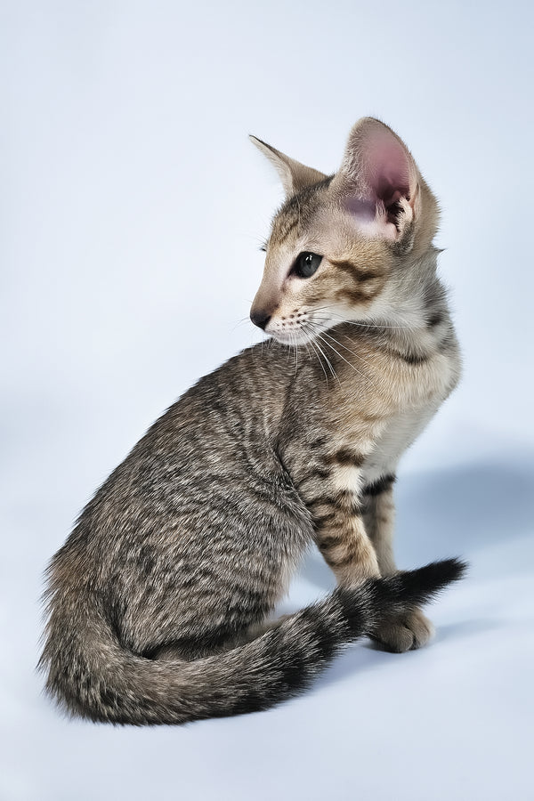 Penny | Oriental Shorthair Kitten