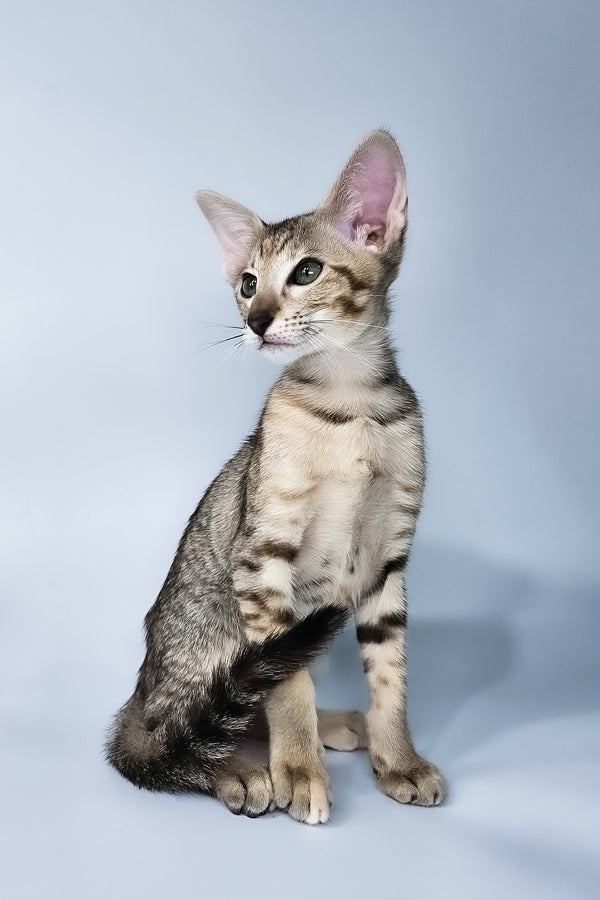 Penny | Oriental Shorthair Kitten