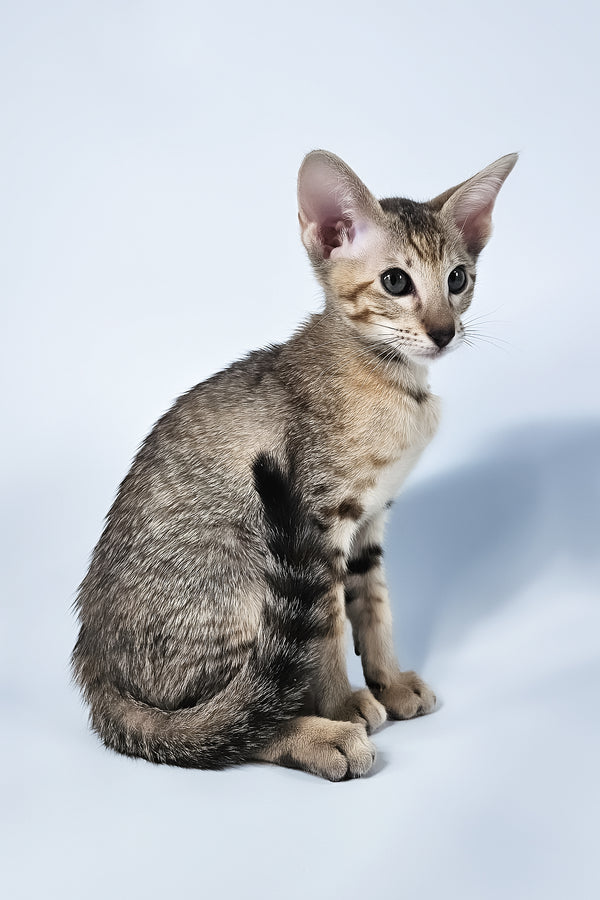 Penny | Oriental Shorthair Kitten